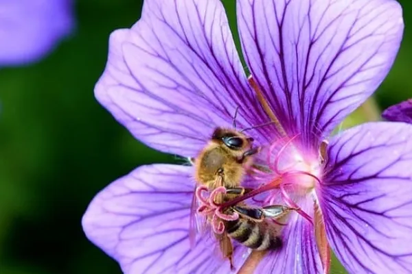 Abeja Burgalesa , productor de Miel en la localidad de Burgos, Burgos