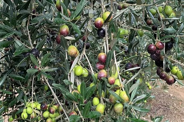 Aceite El Rifer , productor de Aceite en la localidad de Montseny, Barcelona