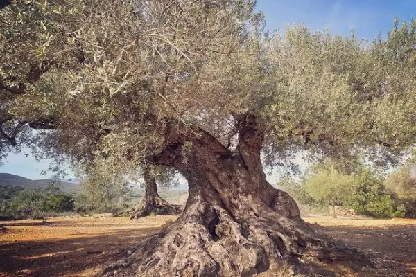 Bodegas Peset Vallés , productor de Aceite en la localidad de Traiguera, València