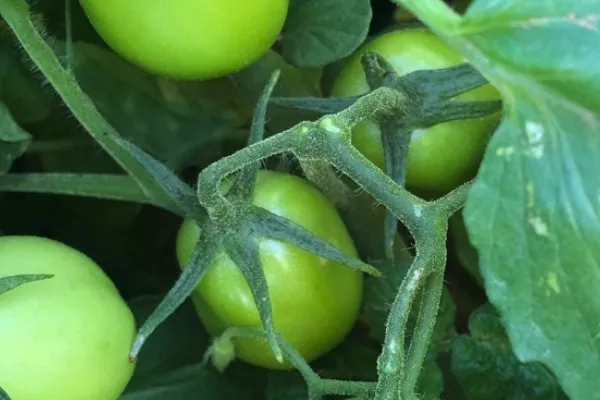 Actiture , productor de Verduras en la localidad de La Almunia de Doña Godina, Zaragoza