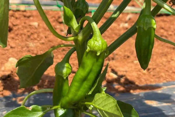 Agricultura de Ibiza , productor de Verduras en la localidad de San Juan Bautista, Illes Balears