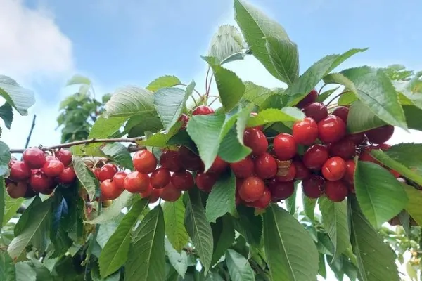 Cerezas de Corullón , productor de Fruta en la localidad de Corullón, León