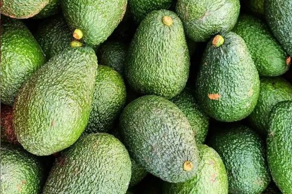 Aguacate Andaluz