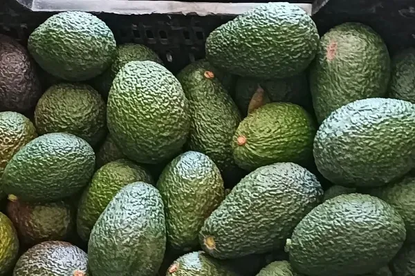 Aguacates Cereto , productor de Fruta en la localidad de Málaga, Málaga