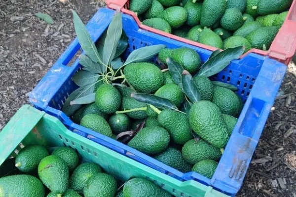 Aguacates de la Terreta , productor de Fruta en la localidad de Picassent, València