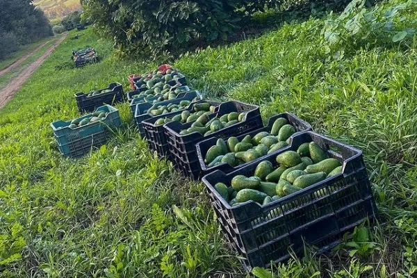 Aguacates El Dorado , productor de Fruta en la localidad de , 