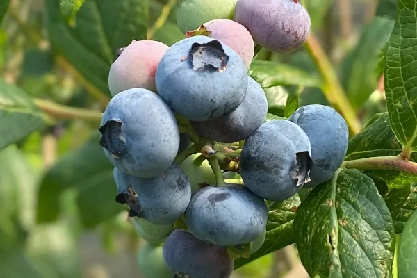 Arándanos El Llano , productor de Fruta en la localidad de Villaviciosa, Asturias