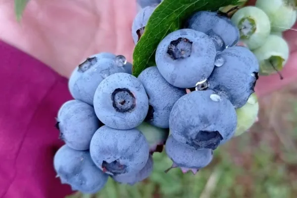 Finca La Solayera , productor de Fruta en la localidad de Soto de Dego, Asturias