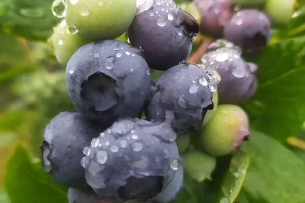 Arándanos La Tejera , productor de Fruta en la localidad de , 