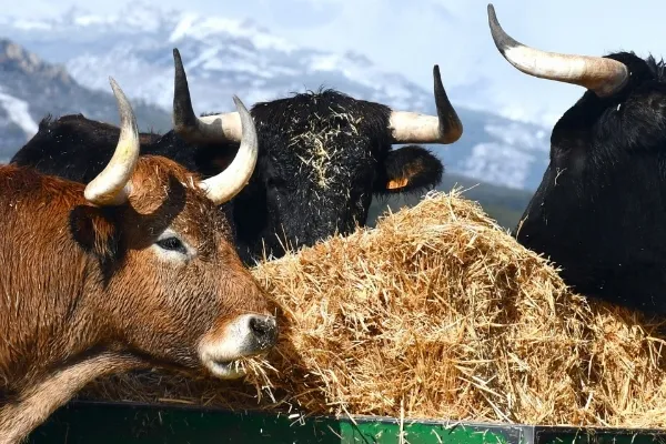 Bodega El Capricho , productor de Carne en la localidad de Jiménez de Jamuz, León