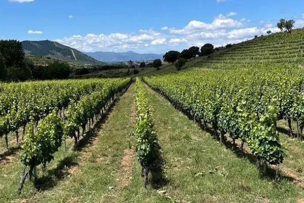 Encima wines , productor de Vino en la localidad de Molinaseca, León