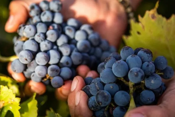 Bodegas TEMPORE , productor de Vino en la localidad de Lécere, Zaragoza