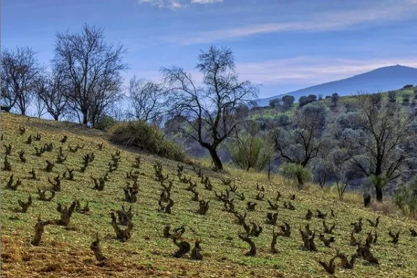 Bodegas San Alejandro , productor de Vino en la localidad de Miedes de Aragón, Zaragoza