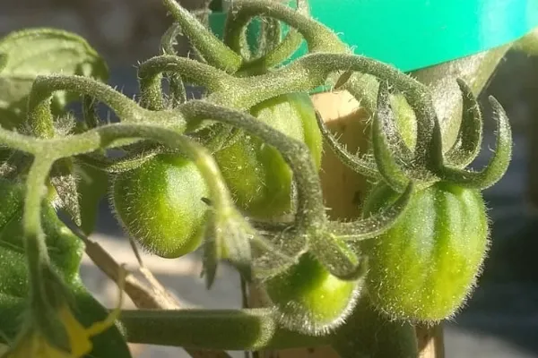 Horta Ecològica , productor de Verduras en la localidad de Palafolls, Barcelona