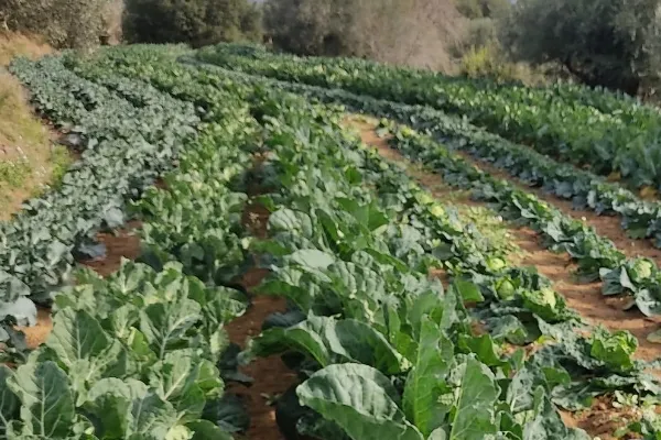 Can Duran , productor de Verduras en la localidad de Can Duran, Barcelona