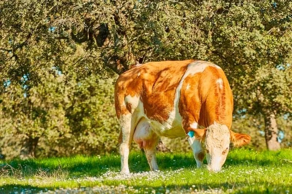 La Finca , productor de Carne en la localidad de Sevilla, Sevilla