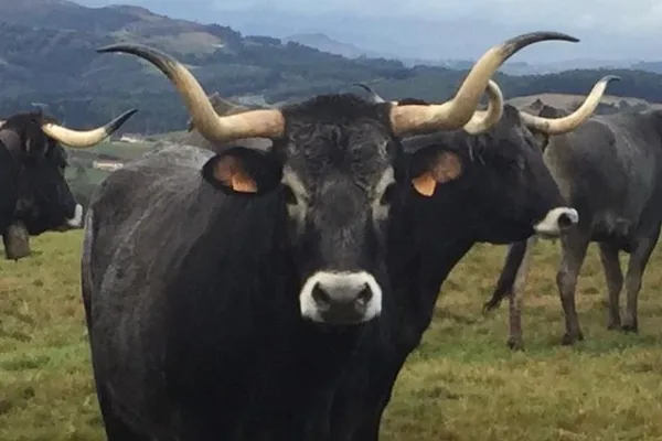 Carnicería Quintana , productor de Carne en la localidad de Cabezón de la Sal, Cantabria