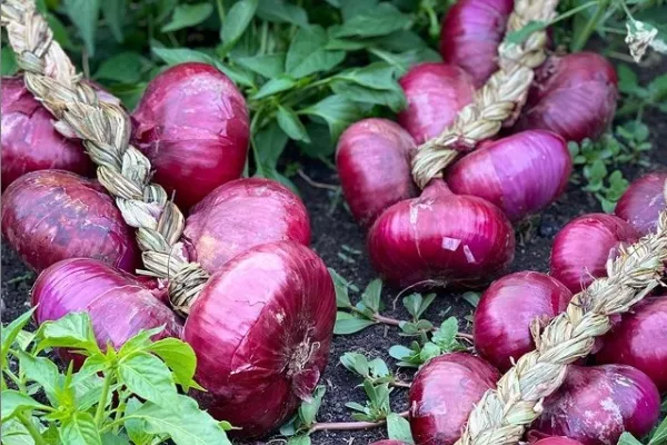 Cebollas de Bedoya , productor de Verduras en la localidad de Salarzón, Cantabria