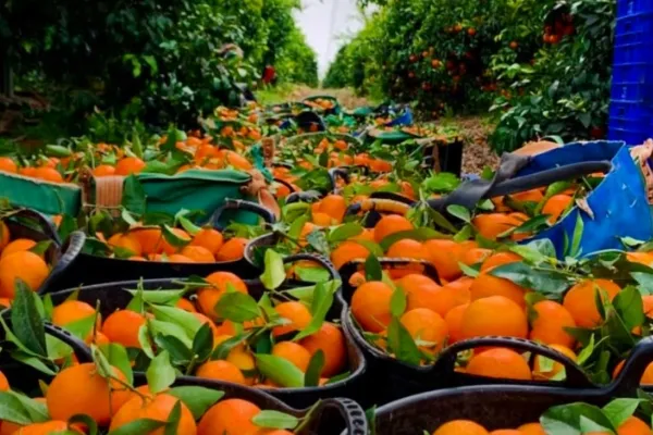 Cítricos Campal , productor de Fruta en la localidad de Torreblanca, Castelló