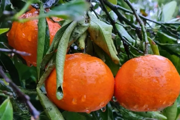 Cítrics Terres de l´Ebre , productor de Fruta en la localidad de Campredó, Tarragona