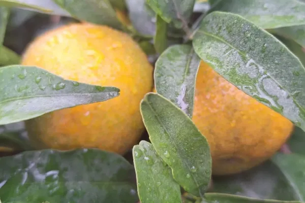 Citrus Gourmet , productor de Fruta en la localidad de Oliva, València