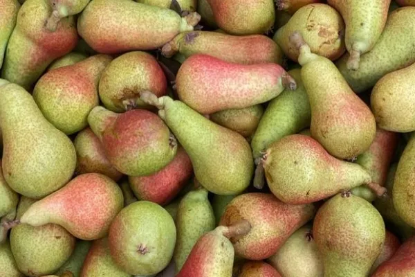 COFRUBEN , productor de Fruta en la localidad de Benavente, Zamora