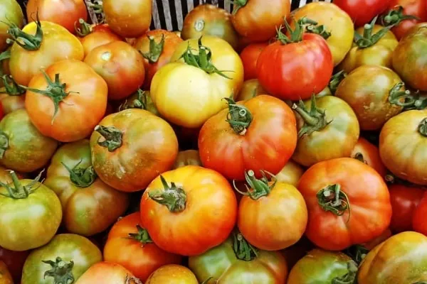 COLLITA DE L´AVI PIÀ , productor de Verduras en la localidad de Valls, Tarragona