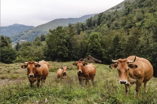 Corteastur , productor de Carne en la localidad de Mieres, Asturias