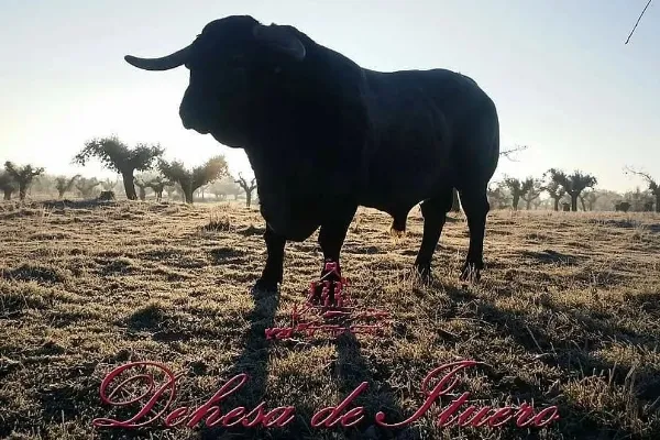 Dehesa de Ituero , productor de Carne en la localidad de El Cubo de Don Sancho, Salamanca