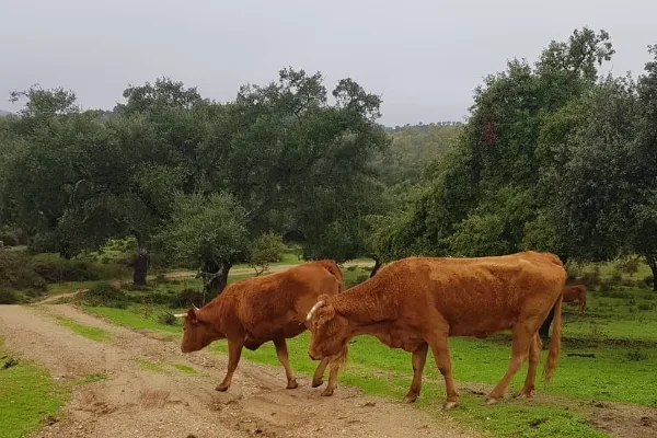 Finca Dehesa El Campillo , productor de Carne en la localidad de Aznalcóllar, Sevilla