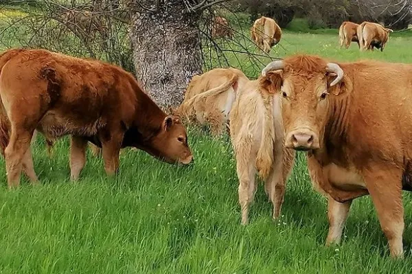 Dehesa de la Serna , productor de Carne en la localidad de Ávila, Ávila