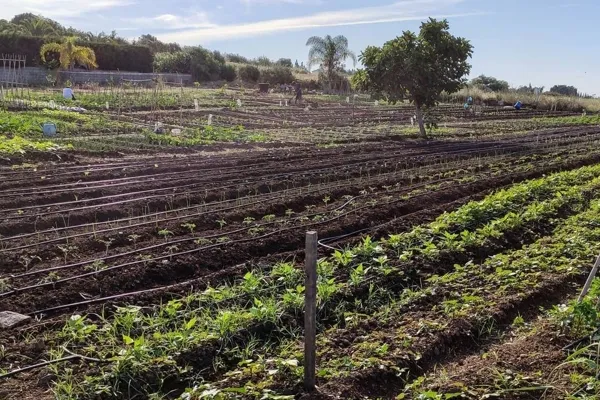 De Higos a Peras , productor de Fruta en la localidad de Estepona, Málaga