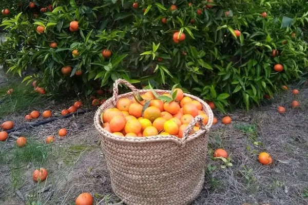 Didarina , productor de Fruta en la localidad de Xerta, Tarragona