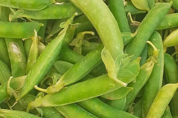 Ecohuerta VerduRicas , productor de Verduras en la localidad de , 