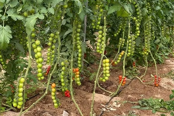 Ecohuerta Níjar , productor de Verduras en la localidad de Campohermoso, Almería