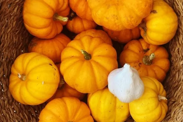 Ecoleret , productor de Verduras en la localidad de Vinaròs, Castelló