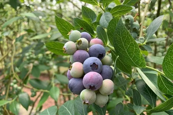 El Molín del Bao , productor de Fruta en la localidad de El Bao - Villapedre, Asturias