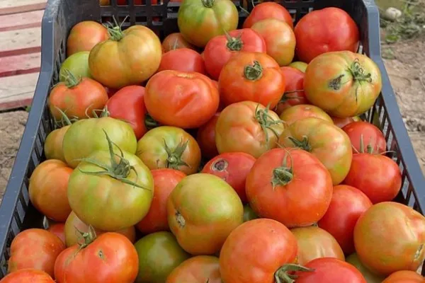 El Pages Del Prat , productor de Verduras en la localidad de El Prat del Llobregat, Barcelona