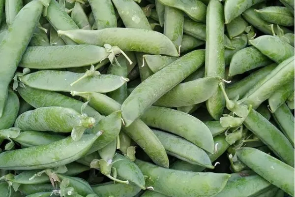 El Pagès de Rubí  , productor de Verduras en la localidad de Rubí, Barcelona