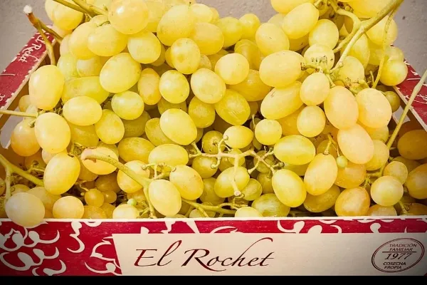 El Rochet Uva de Mesa , productor de Fruta en la localidad de , 