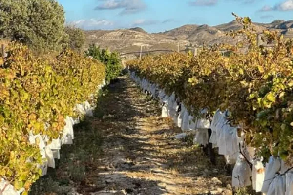 El Rochet Uva de Mesa es un productor de Fruta en la localidad de Valle del Vinalopó, Alacant