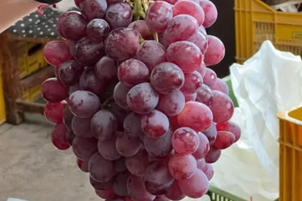 El Rochet Uva de Mesa es un productor de Fruta en la localidad de Valle del Vinalopó, Alacant