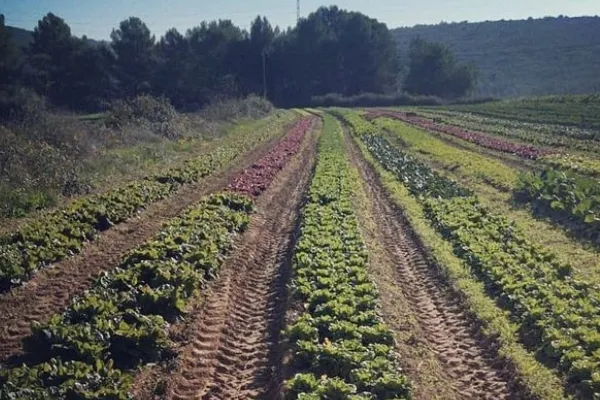 El Tros d´Ordal , productor de Verduras en la localidad de Vilafranca del Penedès, Barcelona