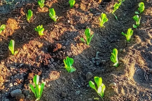 Finca Los Ceibos , productor de Verduras en la localidad de Doña Inés, Murcia