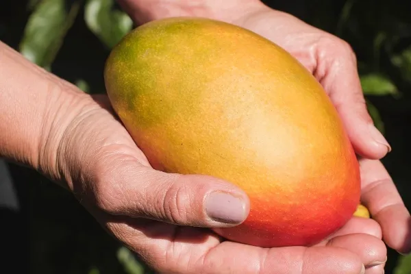 Finca El Edén , productor de Fruta en la localidad de Motril, Granada