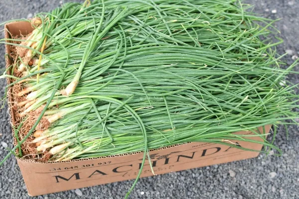 Finca Machinda , productor de Verduras en la localidad de Tao, Las Palmas