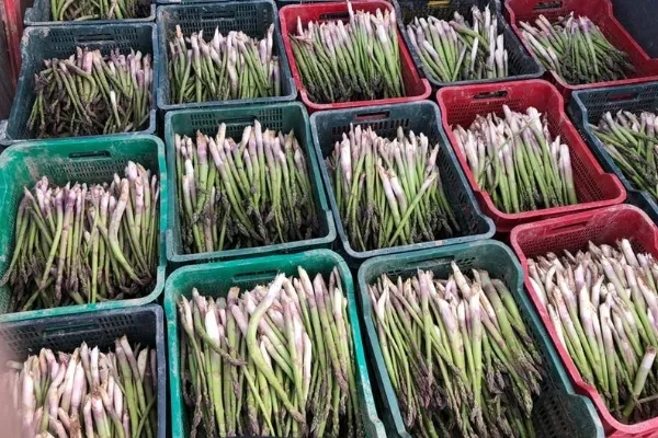 Espárragos Flechas Verdes , productor de Verduras en la localidad de Romanones, Guadalajara