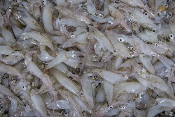 Garsilpesca , productor de Pescado en la localidad de El Puerto de Santa María, Cádiz