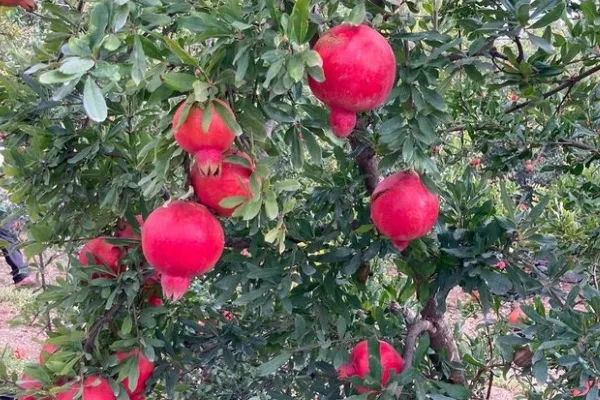 Granalma , productor de Fruta en la localidad de Novelda, Alacant