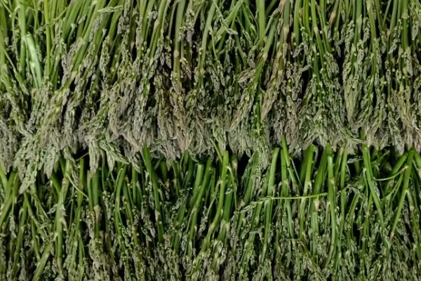 Green Asparagus , productor de Verduras en la localidad de Villena, Alacant